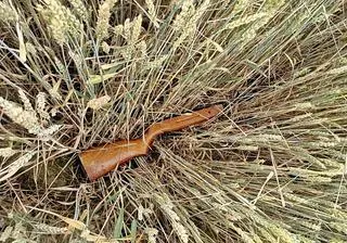 Na polu mężczyzny znaleziono broń ukrytą w zbożu