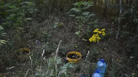 W środku lasu mieli plantację konopi indyjskich. Wpadli, gdy przyjechali je podlać