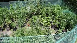 Plantacja znajdowała się w miejscowości Woźnik