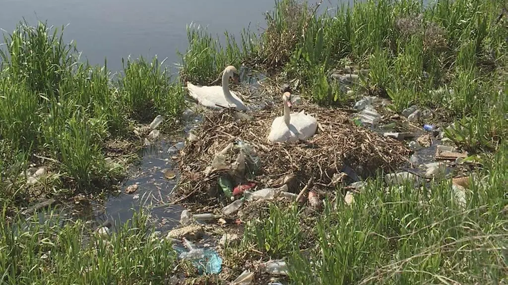 Łabędzie nie mogą mieć tu gniazda jest za dużo śmieci