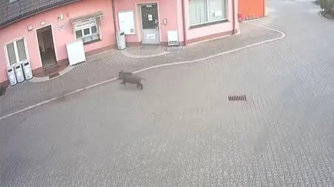 Dzik odwiedził toaletę na stacji