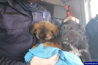 Policjanci zaopiekowali się pieskami