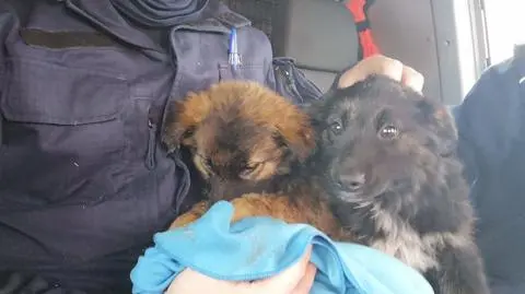 Policjanci zaopiekowali się pieskami