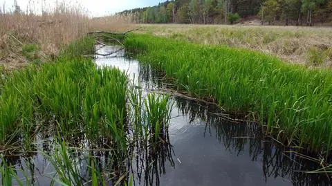Susza hydrologiczna w Polsce
