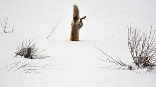 Wyróżnienie: Red Fox catching mouse under snow