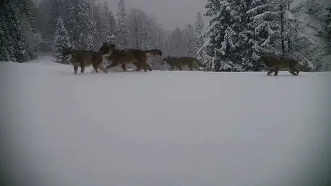 Wilki w górach. Fotopułapka uchwyciła całą rodzinę