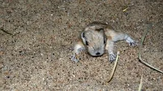 Noworodek gundi
