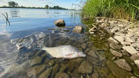 ODRA - ZDJĘCIA OD PANI POSŁANKI Z LEWICY, Obszar Natura 2000. Kilka kilometrów od Parku Krajobrazowego  Dolina Dolnej Odry