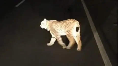 Rysia spotkali ratownicy