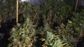 Plantacja marihuany w pralni chemicznej