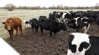 W pierwszej kolejności jadą krowy i cielęta, później byki