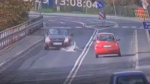 Ptak wpadł prosto pod koła