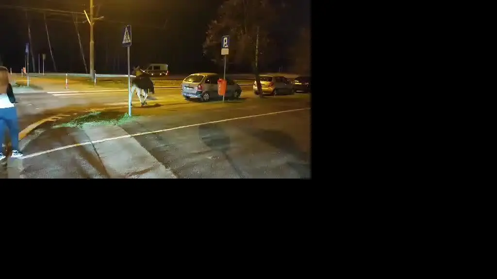 Ekopatrol eskortujący łosie