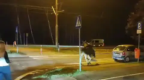 Ekopatrol eskortujący łosie