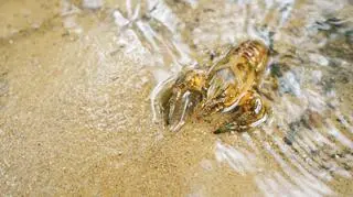 Rak pręgowaty (Orconectes limosus)