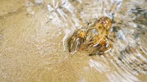 Rak pręgowaty (Orconectes limosus)