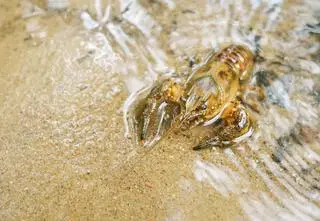 Anatomia inwazji. Jak obcy przejmują polską przyrodę