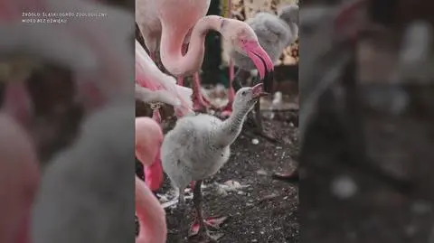 Klatka kluczowa-237885