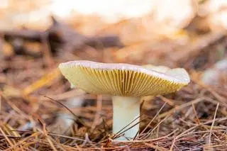 Russula, jeden z jadalnych rodzajów grzybów rosnących w Tanzanii