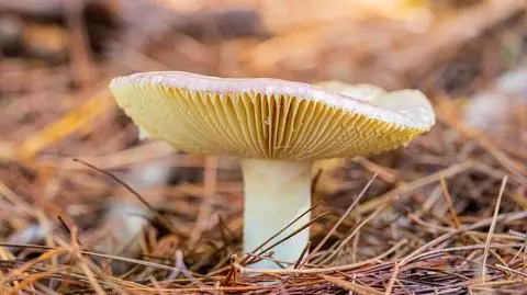 Russula