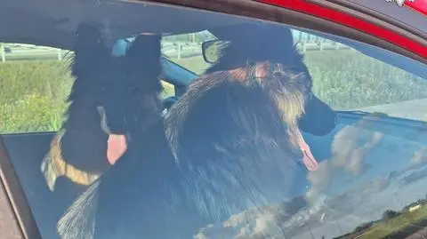 Policjantka zauważyła dwa psy na drodze ekspresowej. Zatrzymała się i je złapała