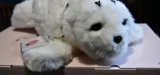 Ta foka sprawia, że ludzie, którzy nie mówili, zaczynają rozmawiać