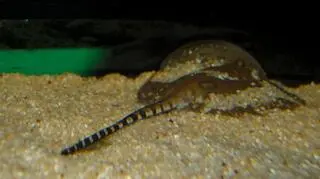 Nowo narodzona płaszczka