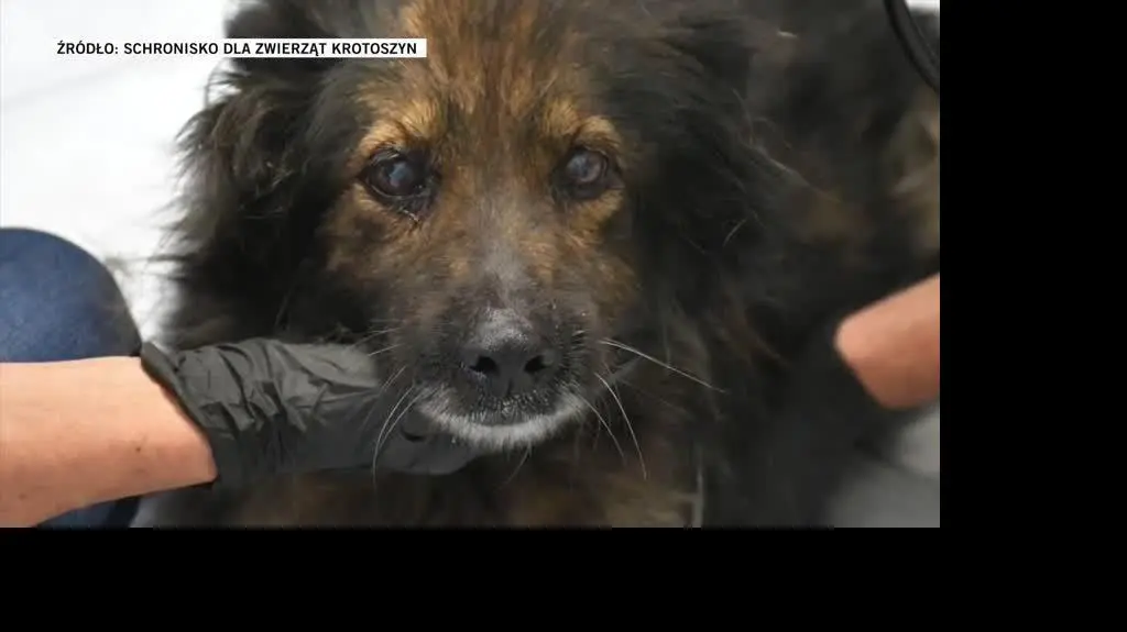 SCHRONISKO DLA ZWIERZĄT KROTOSZYN