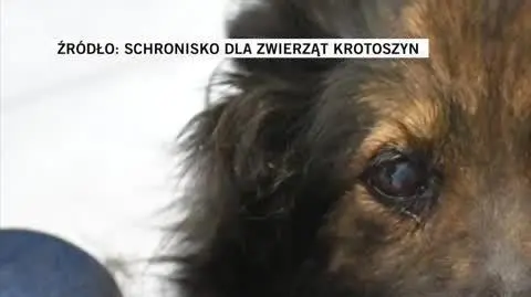 SCHRONISKO DLA ZWIERZĄT KROTOSZYN