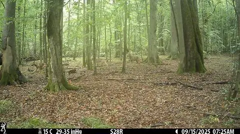 Pojawiły się wilki 
