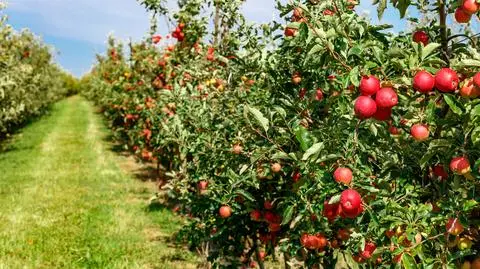 shutterstock_2472255167