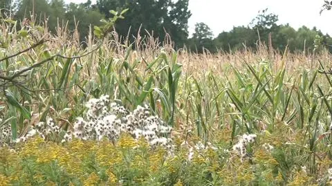 Myśliwy myślał, że strzela do dzika. Odpowie za zabójstwo (19.09.2025)