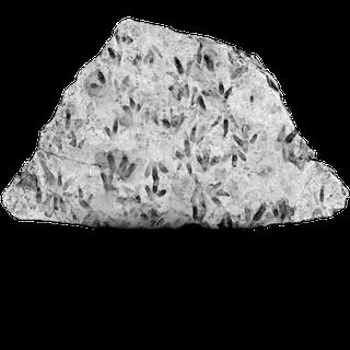 Fragment kamienia z odciskami łap dinozaura