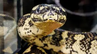 Myślała, że śpi na niej pies. Usłyszała męża: kochanie, nie ruszaj się