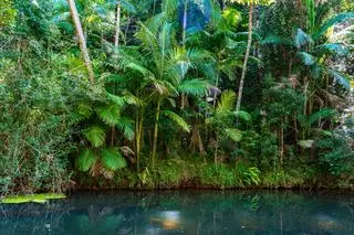 Las deszczowy w Parku Narodowym Eungella w Queensland