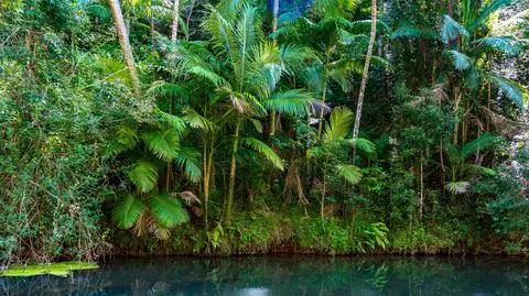 Las deszczowy w Parku Narodowym Eungella w Queensland