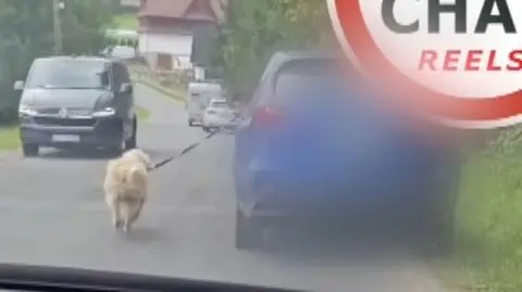 Pies w Bukowinie Tatrzańskiej