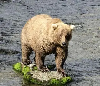 Tydzień Grubego Niedźwiedzia na Alasce. Niedźwiedzica Grazer
