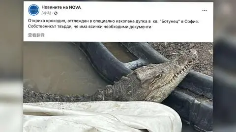 Krokodyl w dziurze przy drodze