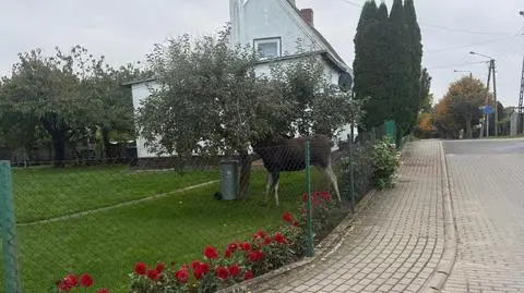Łosie na jednej z posesji w Mikołajkach. Skusiły się na jabłka