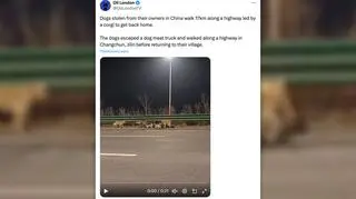 To nagranie widziały miliony osób. Jest prawdziwe, ale...