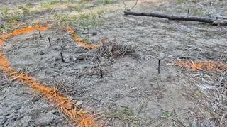 To straż leśna odkryła niebezpieczne wkręty w drodze