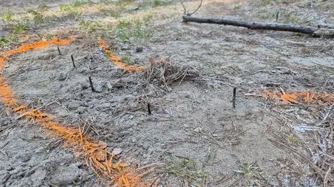 To straż leśna odkryła niebezpieczne wkręty w drodze