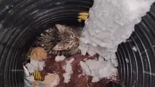 Kociak uwięziony w metalowej rurze