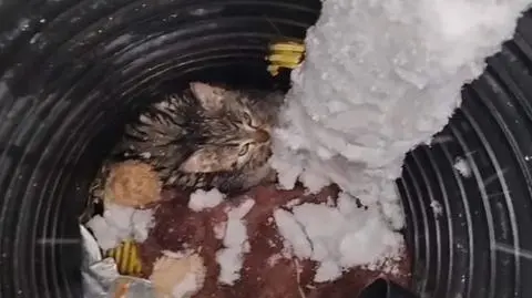 Kociak uwięziony w metalowej rurze