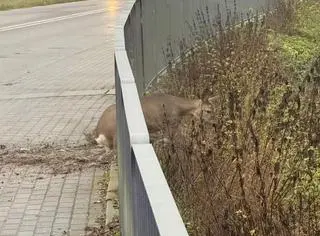 Strażacy i policjanci pomogli sarnie w miejscowości Breń