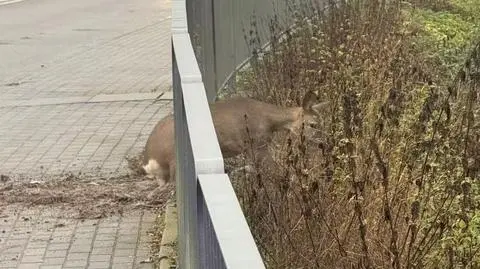 Strażacy i policjanci pomogli sarnie w miejscowości Breń