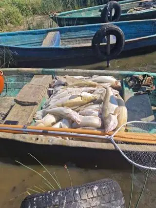 Martwe ryby w zbiorniku Kozłowa Góra niedaleko Tarnowskich Gór