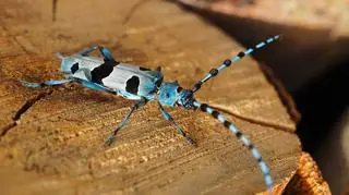 Nadobnica alpejska (Rosalia alpina)