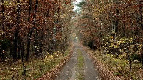 Las, liście, jesień